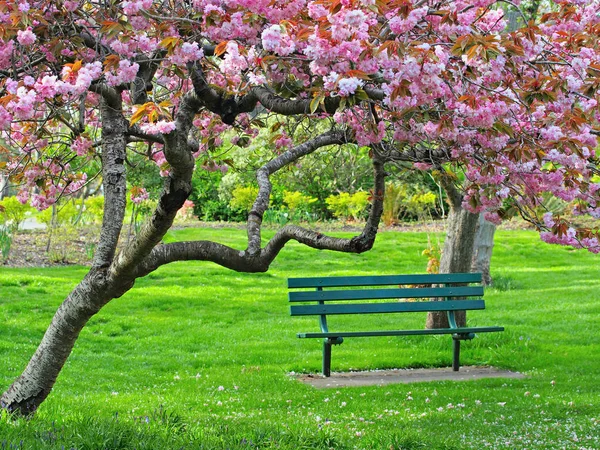 Bench under the cherry bloom — Stock Photo, Image