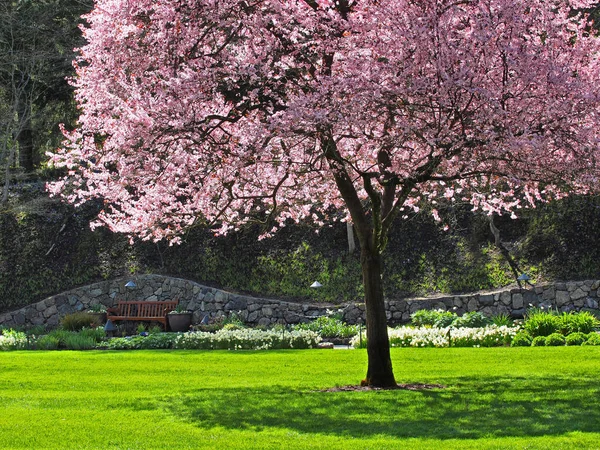 Bench under the cherry bloom