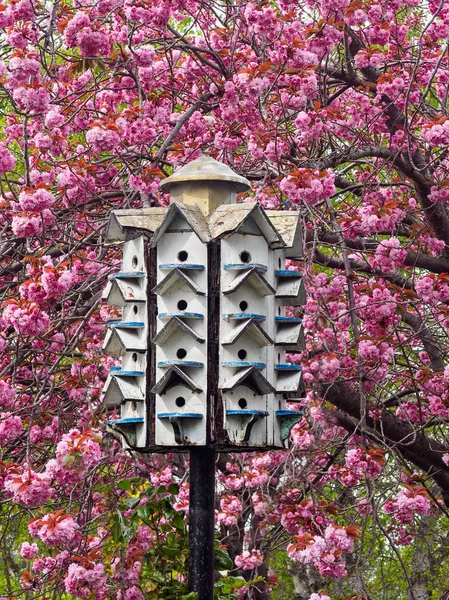 Birdhouse w drzewo kwiat — Zdjęcie stockowe