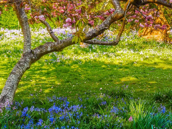 Flor de cerezo y campanas azules — Foto de Stock