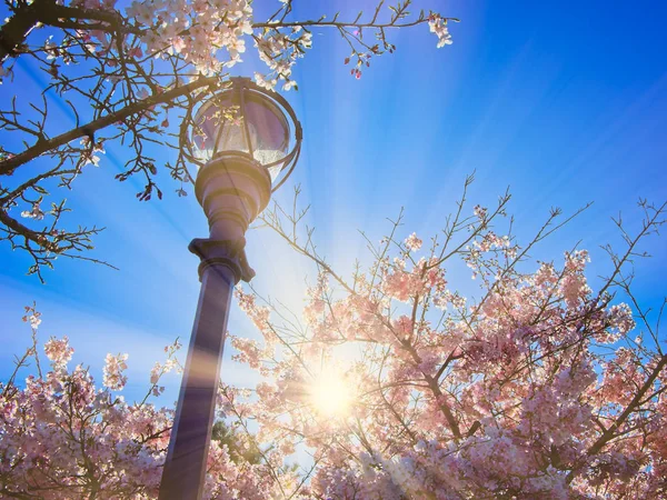 Sol brillando a través de flores de cerezo — Foto de Stock
