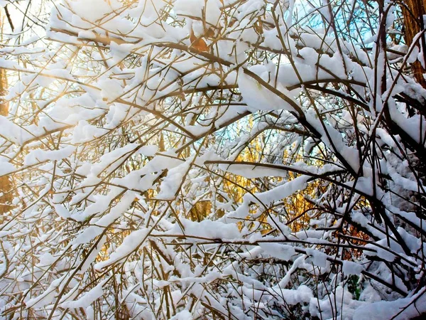 Winter scenery — Zdjęcie stockowe
