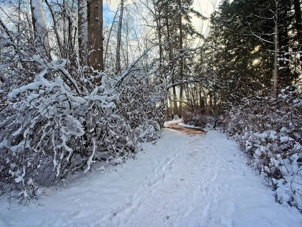 Paesaggio invernale — Foto Stock