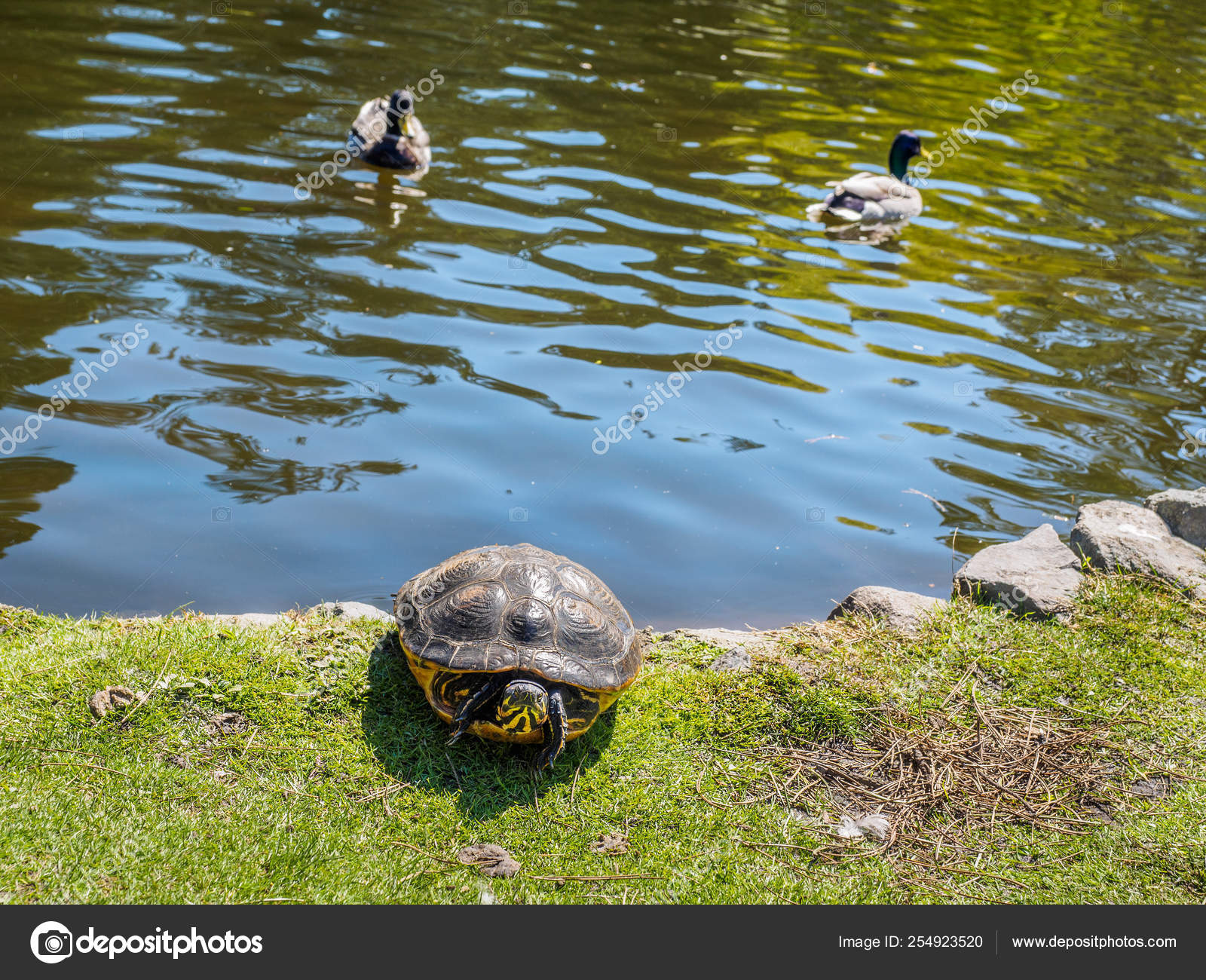 Pond turtle — Stock Photo © pr2is #254923520