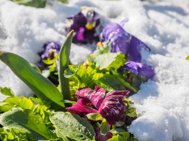 çiçekler kar altında