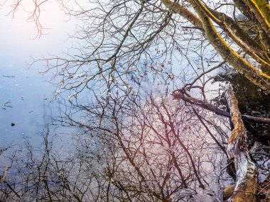 Ağaç dalları su, ayna tașõma ile buzlu mavi yüzeye dokunun