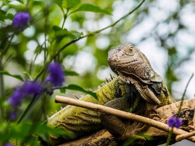 Yeşil iguana