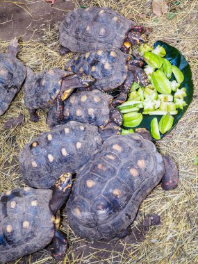Star meyve beslenme kaplumbağalar