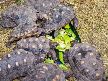 Star meyve beslenme kaplumbağalar