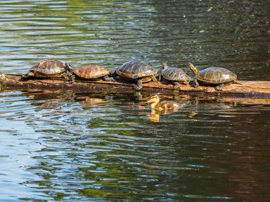 Bir günlük bronzlaşma kaplumbağaları ile tarafından ördek yavrusu yüzüyor