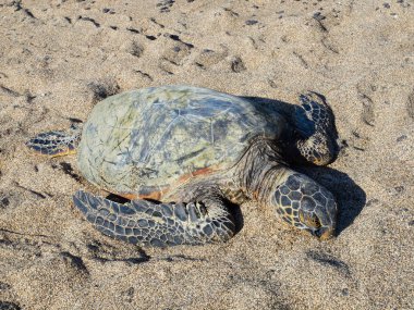 Hawaiian yeşil deniz kaplumbağası (honu, Chelonia mydas)