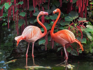 Flamingo Çift