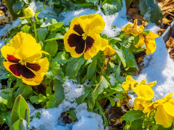 Flowers under snow — Stock Photo, Image
