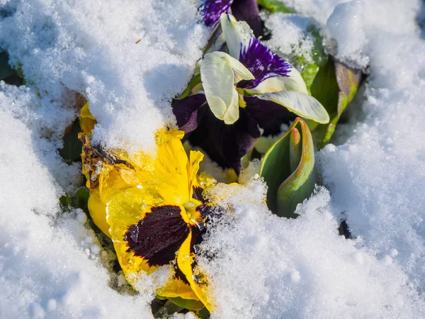 Flowers under snow — Stock Photo, Image