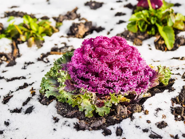 Flores sob neve cedo — Fotografia de Stock