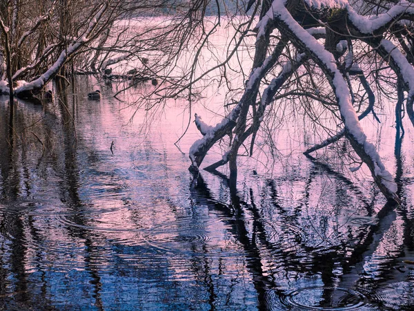 Paisaje invernal con puesta de sol entre los árboles del lago — Foto de Stock