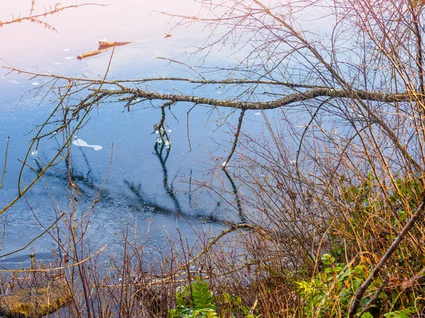 Os ramos de árvore tocam a superfície azul gelada de água, com refl de espelho — Fotografia de Stock