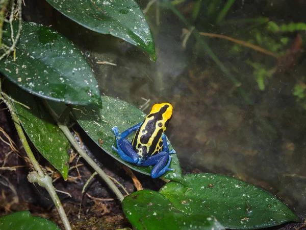 Rana venenosa — Foto de Stock