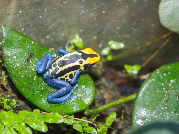 Poisonous frog