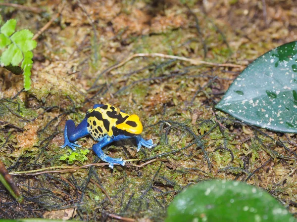 Grenouille empoisonnée — Photo