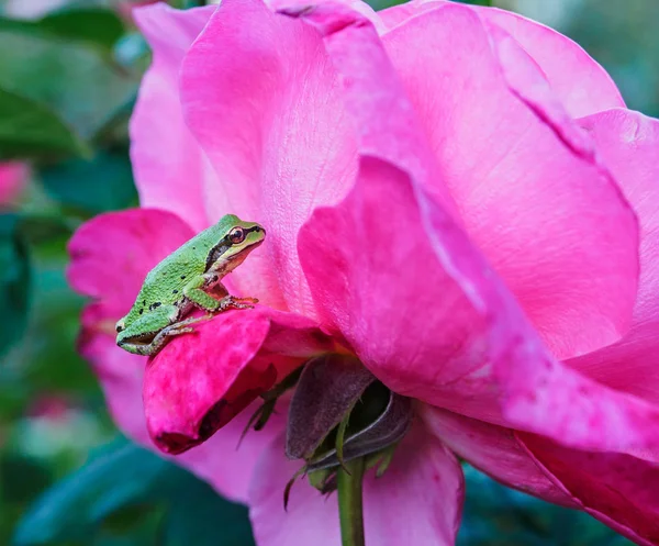 Pequeña rana se sienta en una rosa rosa, primer plano — Foto de Stock