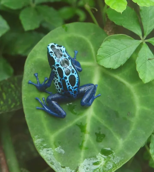 Teñido rana dardo venenoso ((Dendrobates tinctorius ) —  Fotos de Stock