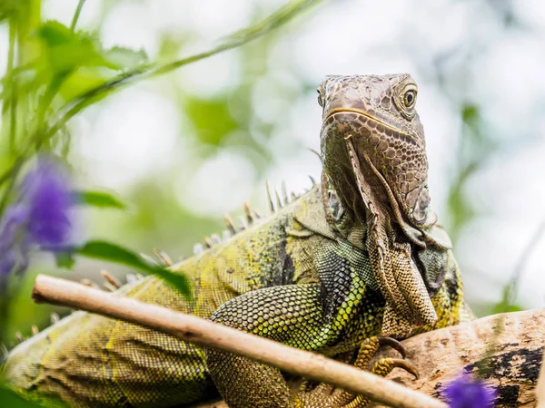 Green iguana — Stock Photo, Image