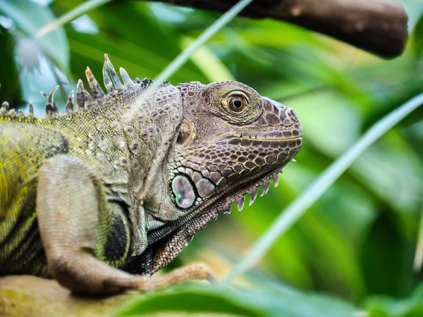 Green iguana — Stock Photo, Image
