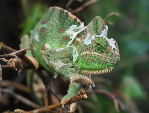 Caméléon — Photo