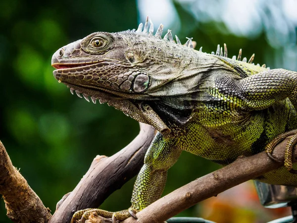 Green iguana — Stock Photo, Image