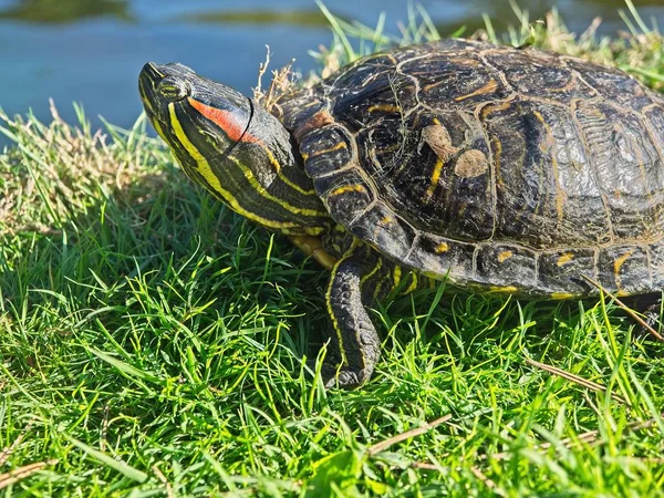 Beekschildpad — Stockfoto