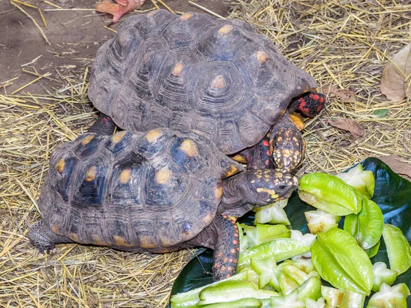 Schildpadden voeden met Stervrucht — Stockfoto