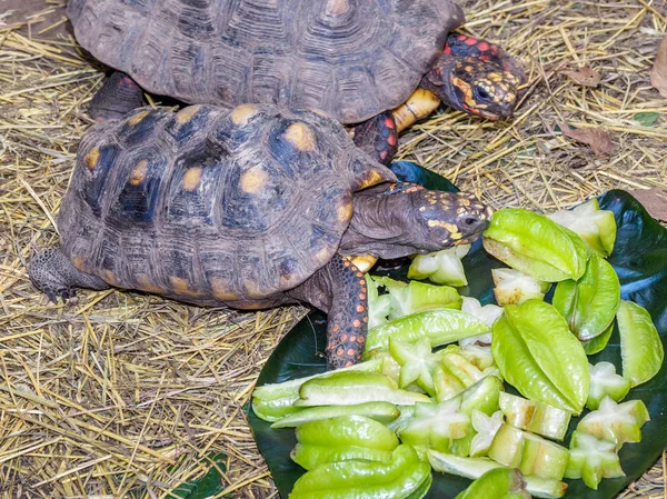 Schildpadden voeden met Stervrucht — Stockfoto