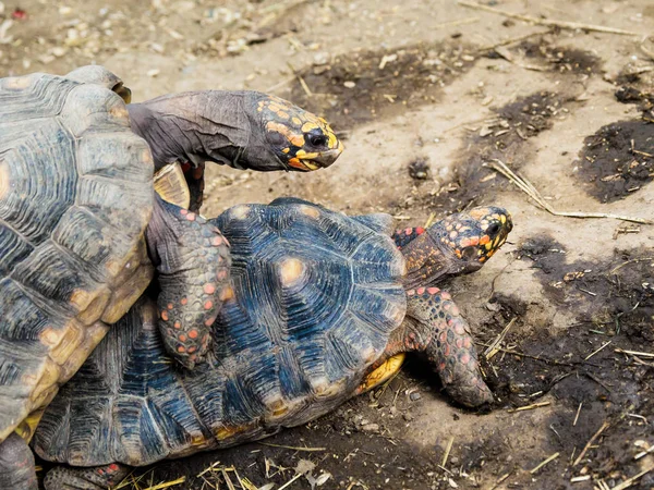 Twee schildpadden paring — Stockfoto