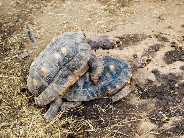 Twee schildpadden paring — Stockfoto