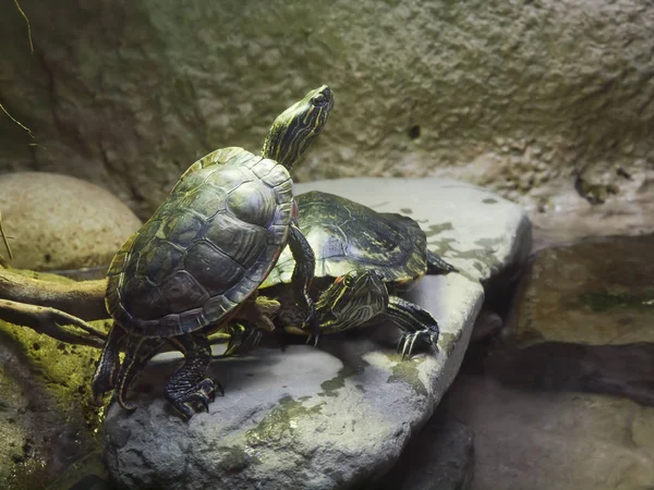 Gölet kaplumbağalar — Stok fotoğraf