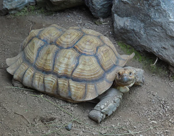 Afrikaanse gestimuleerd schildpad — Stockfoto