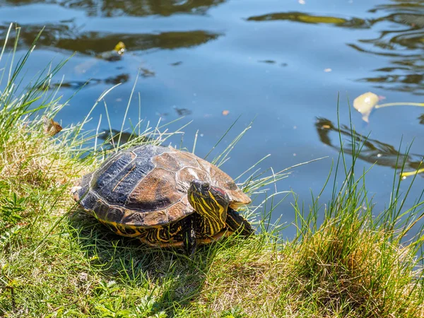 Водяна черепаха — стокове фото