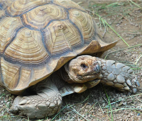 Afrikaanse gestimuleerd schildpad — Stockfoto