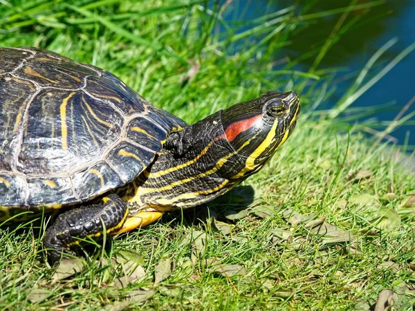 Schildpadden in het Beacon Hill Park — Stockfoto