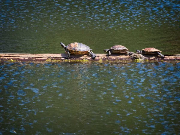 Schildpadden in het Beacon Hill Park — Stockfoto