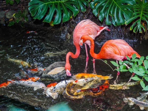 Dwa flamingi w strumieniu wody z koi ryb — Zdjęcie stockowe