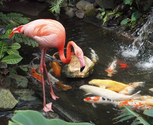 Flamingo i koi — Zdjęcie stockowe