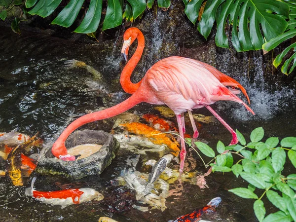 Dwa flamingi w strumieniu wody z koi ryb — Zdjęcie stockowe