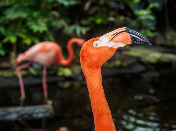 Flamingo portret szczegół — Zdjęcie stockowe