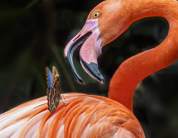 Flamingo chases Blue Morpho butterfly sitting on its back