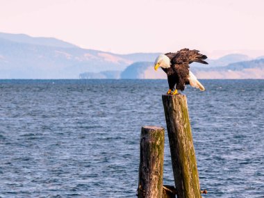 Kel kartal sahilinde kazık üzerinde. Sidney, Bc, Vancouver Adası, 