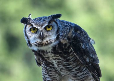 Büyük Boynuzlu Baykuş, (Bubo virginianus)