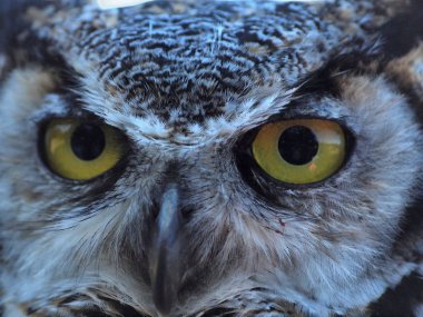 Büyük Boynuzlu Baykuş, (Bubo virginianus)