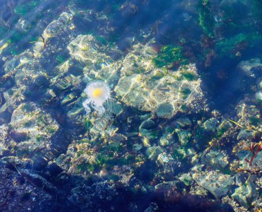 Kızarmış yumurta denizanası (Fhacellophora camtschatica)